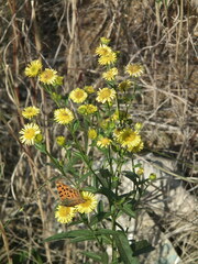 Polygonia c-aureum