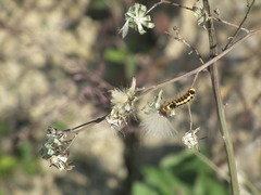 Lymantriinae