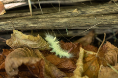 Calliteara pudibunda