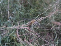 Diplacodes trivialis
