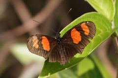 Heliconius