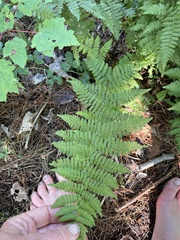 Athyrium filix-femina