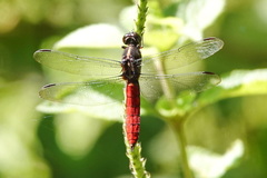 Libellula herculea