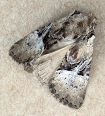 Meropleon diversicolor