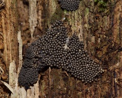 Tubifera ferruginosa