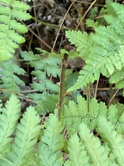 Athyrium filix-femina
