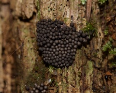 Tubifera ferruginosa