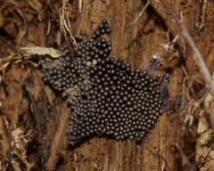 Tubifera ferruginosa