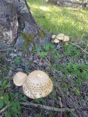 Chlorophyllum molybdites