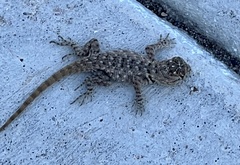 Sceloporus magister