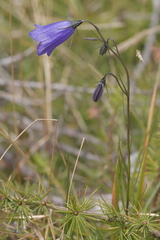 Campanula scheuchzeri