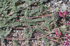 Lessertia eremicola