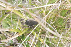 Psophus stridulus