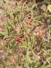 Cistus monspeliensis