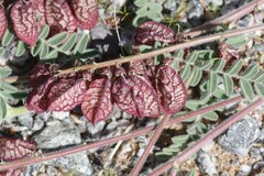 Lessertia eremicola
