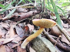 Boletaceae