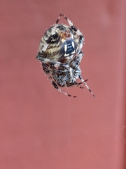 Neoscona arabesca