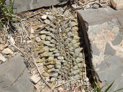 Ariocarpus retusus retusus