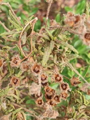 Cistus monspeliensis
