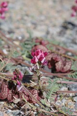 Lessertia eremicola