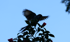 Anthochaera chrysoptera