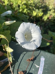 Calystegia sepium