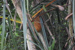 Pandanus