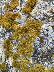 Xanthoria parietina