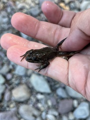 Rana luteiventris