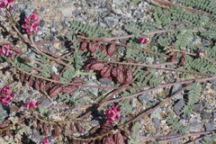 Lessertia eremicola