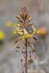 Bulbine praemorsa