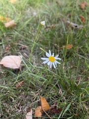 Tripleurospermum inodorum