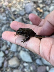 Rana luteiventris