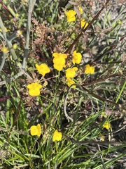 Hemimeris sabulosa