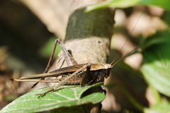 Gryllidae