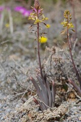 Bulbine praemorsa