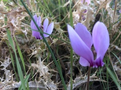 Cyclamen hederifolium