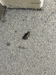 Periplaneta australasiae