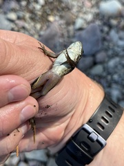 Rana luteiventris