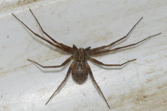 Philodromus collinus