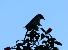 Anthochaera chrysoptera