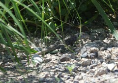 Aspidoscelis marmoratus