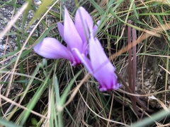 Cyclamen hederifolium