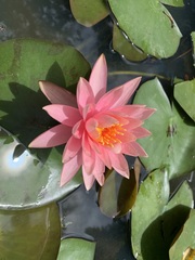 Nymphaea rubra