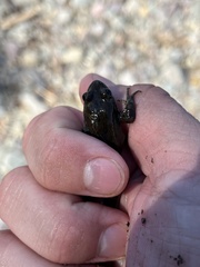 Rana luteiventris