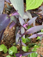 Tradescantia pallida