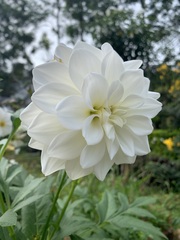 Dahlia