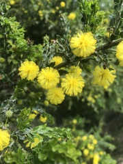 Acacia paradoxa
