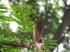 Cenostigma pluviosum