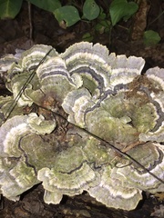 Cerrena unicolor